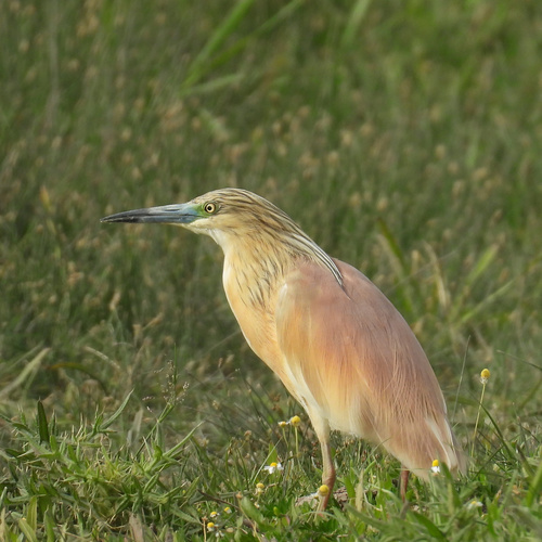 iNaturalist image