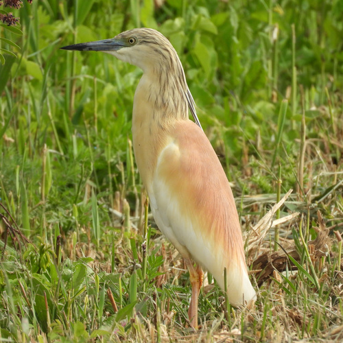 iNaturalist: (c) vadmese, some rights reserved (CC BY-NC) iNaturalist image