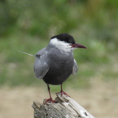 iNaturalist image