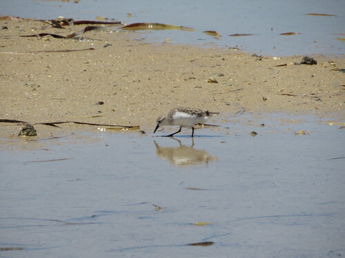 iNaturalist image