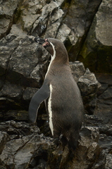 Spheniscus humboldti