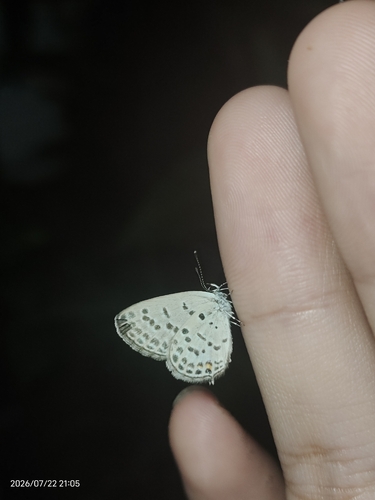 Tongeia filicaudis