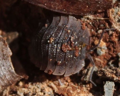 Trachelipus camerani
