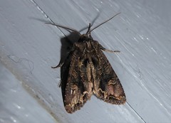 Ichneutica skelloni
