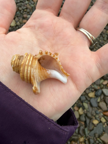 Neptunea decemcostata observed 2026-07-22