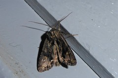 Ichneutica skelloni