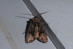 Ichneutica skelloni