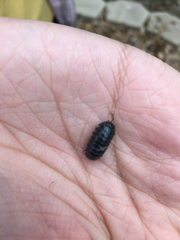 Armadillidium vulgare