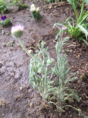 Erigeron divergens