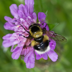 Volucella bombylans