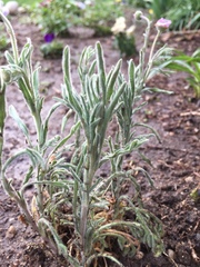 Erigeron divergens
