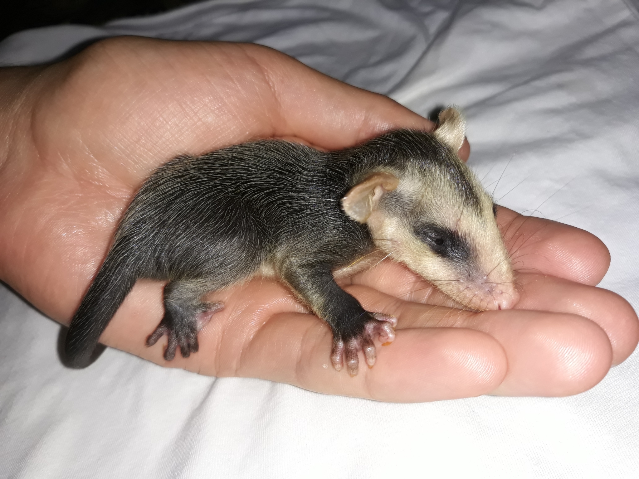 Didelphinae image