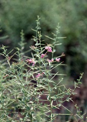 Alhagi pseudalhagi, photograph (c) Dr. Alexey Yakovlev, some rights reserved (CC BY)