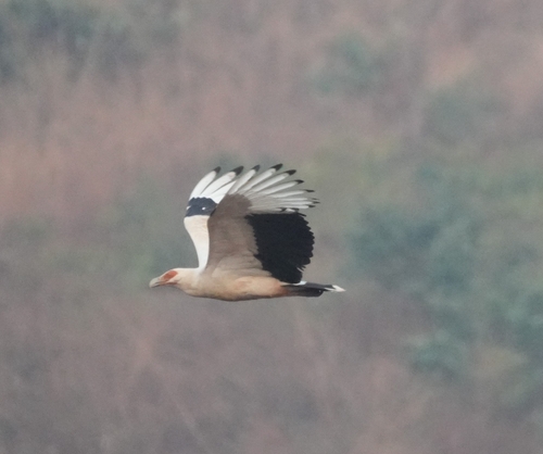 Palm-nut Vulture