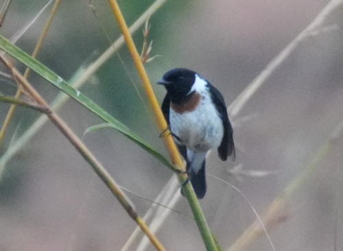 African Stonechat