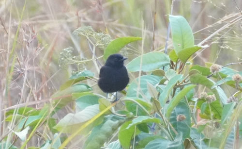 Sooty Chat