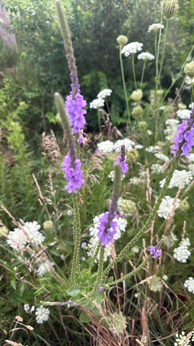 hoary vervain