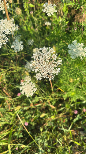 wild carrot