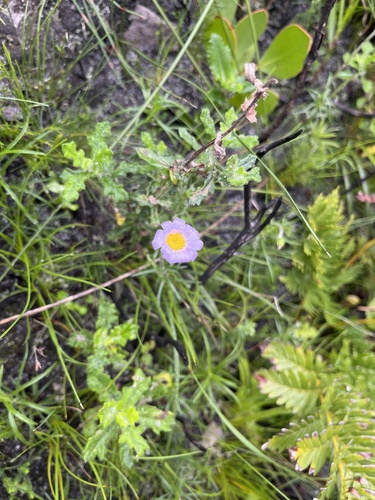 Zyrphelis taxifolia, 2026-07-22