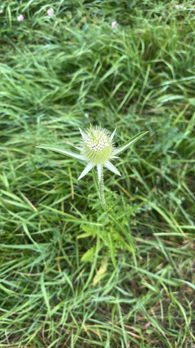 cutleaf teasel