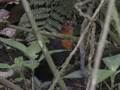 Odontophorus hyperythrus