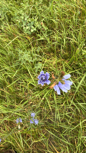 chicory