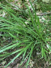 Carex grisea