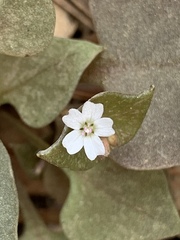 Claytonia rubra
