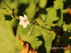 Geranium wilfordii