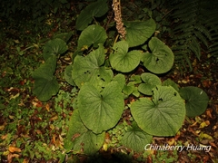 Ligularia stenocephala