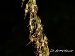 Ligularia stenocephala