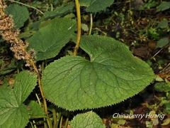 Ligularia stenocephala