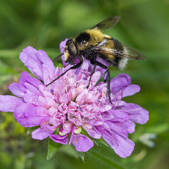 Volucella bombylans