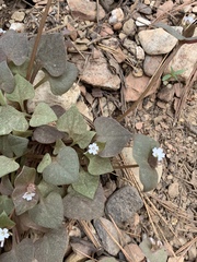 Claytonia rubra