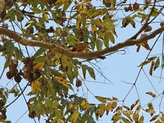 Sittiparus castaneoventris