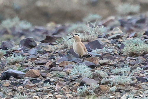 Mongolian Ground Jay (Podoces hendersoni), photo 5