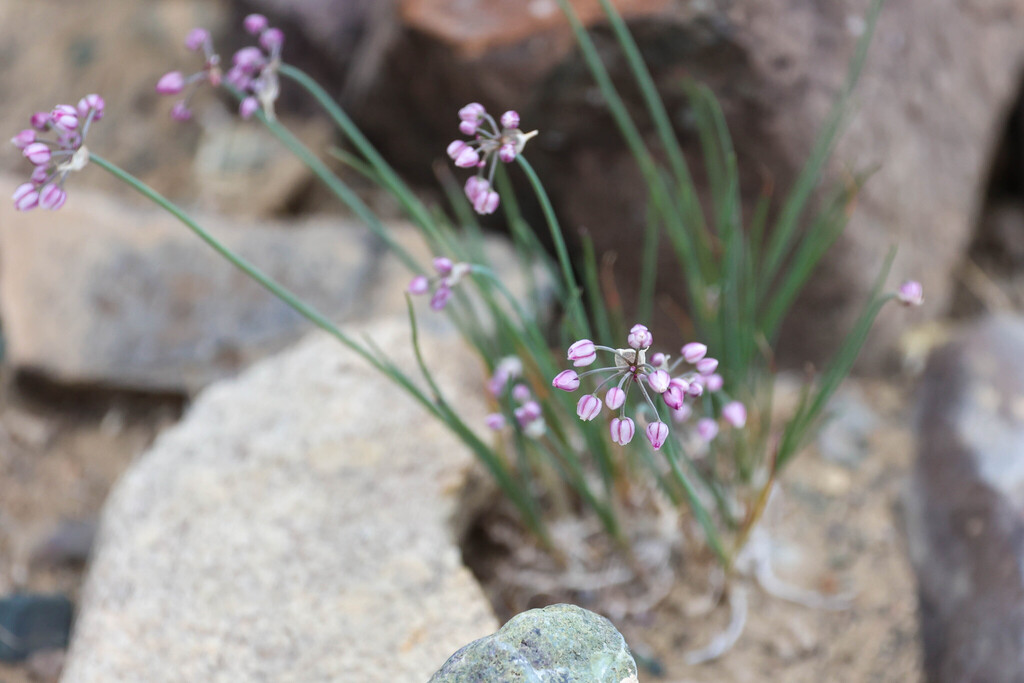 Allium vodopjanovae; photograph (c) Tom Field, some rights reserved (CC BY)