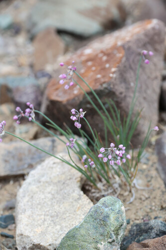 Allium vodopjanovae, photograph 1