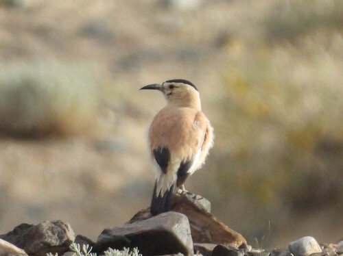 Mongolian Ground Jay (Podoces hendersoni), photo 2