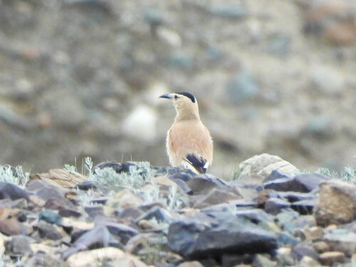Mongolian Ground Jay (Podoces hendersoni), photo 6