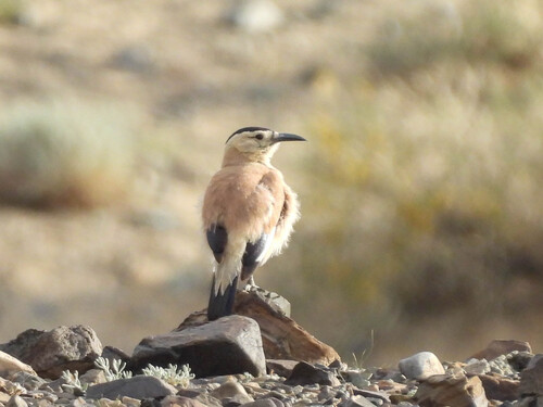 Mongolian Ground Jay (Podoces hendersoni)