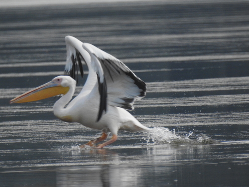 iNaturalist image