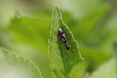 Heteroptera