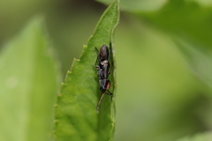 Heteroptera