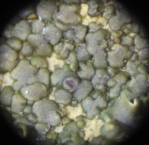 Peltula obscurans