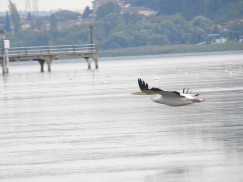 iNaturalist: (c) nikolisexplorer, some rights reserved (CC BY-NC) iNaturalist image