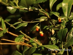 Euonymus spraguei