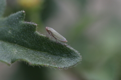 Xyphon reticulatum