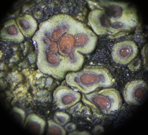 Peltula patellata