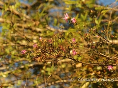 Rhododendron noriakianum